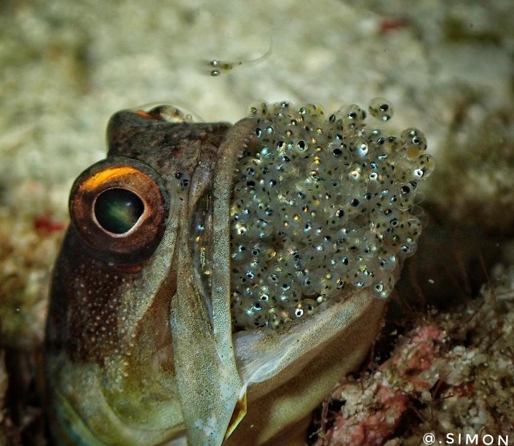 K2 Lembeh Dive Resort Bitung Exteriör bild