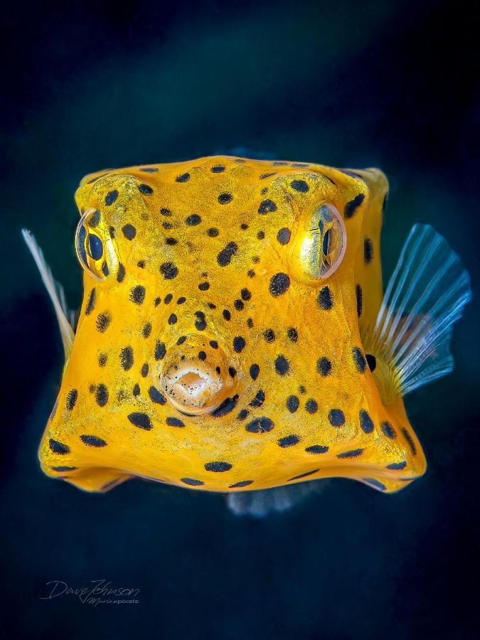 K2 Lembeh Dive Resort Bitung Exteriör bild