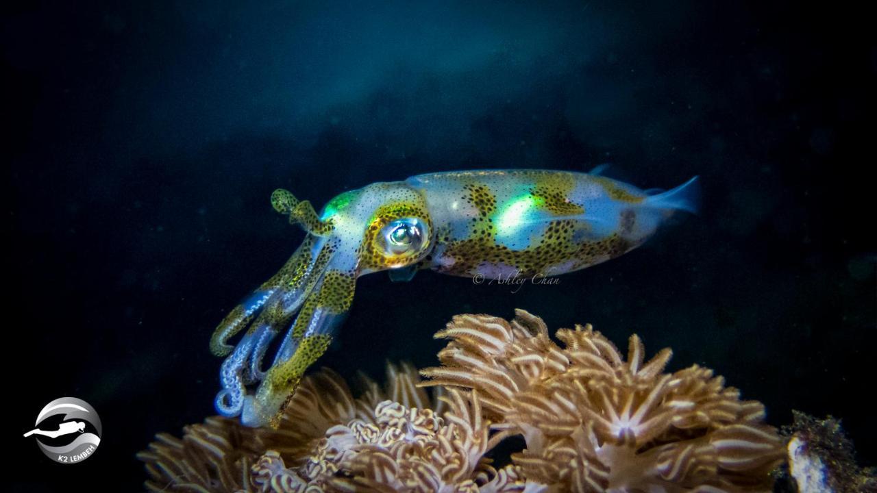 K2 Lembeh Dive Resort Bitung Exteriör bild